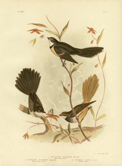 White-Shafted Fantail Or Grey Fantail, 1891 by Gracius Broinowski